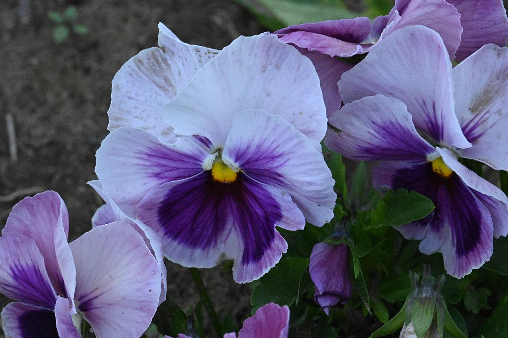 2025-06038848 Wachusett Meadow Wildlife Sanctuary, MA.JPG - Pansy. Wachusett Meadow Wildlife Sanctuary, MA, 6-3-2025